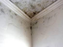 Best Emergency Mold Remediation  in Oblong, IL